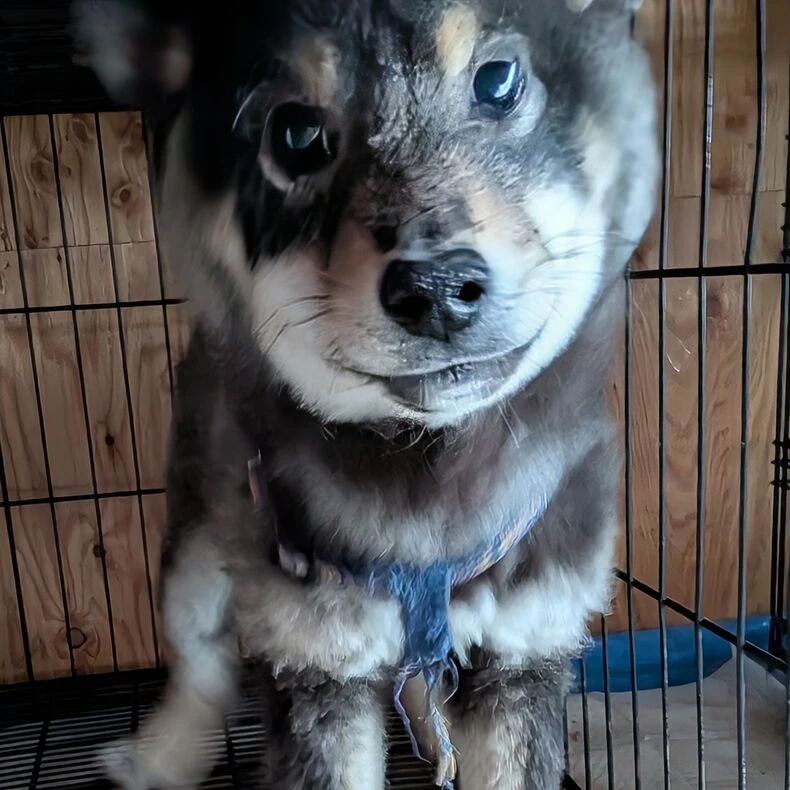 画像1426：【千葉×柴犬】元気な黒柴ちゃん