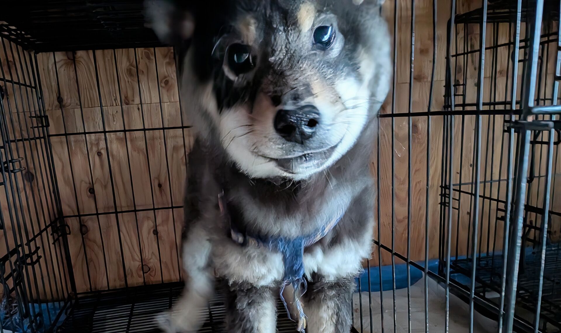【千葉×柴犬】元気な黒柴ちゃん