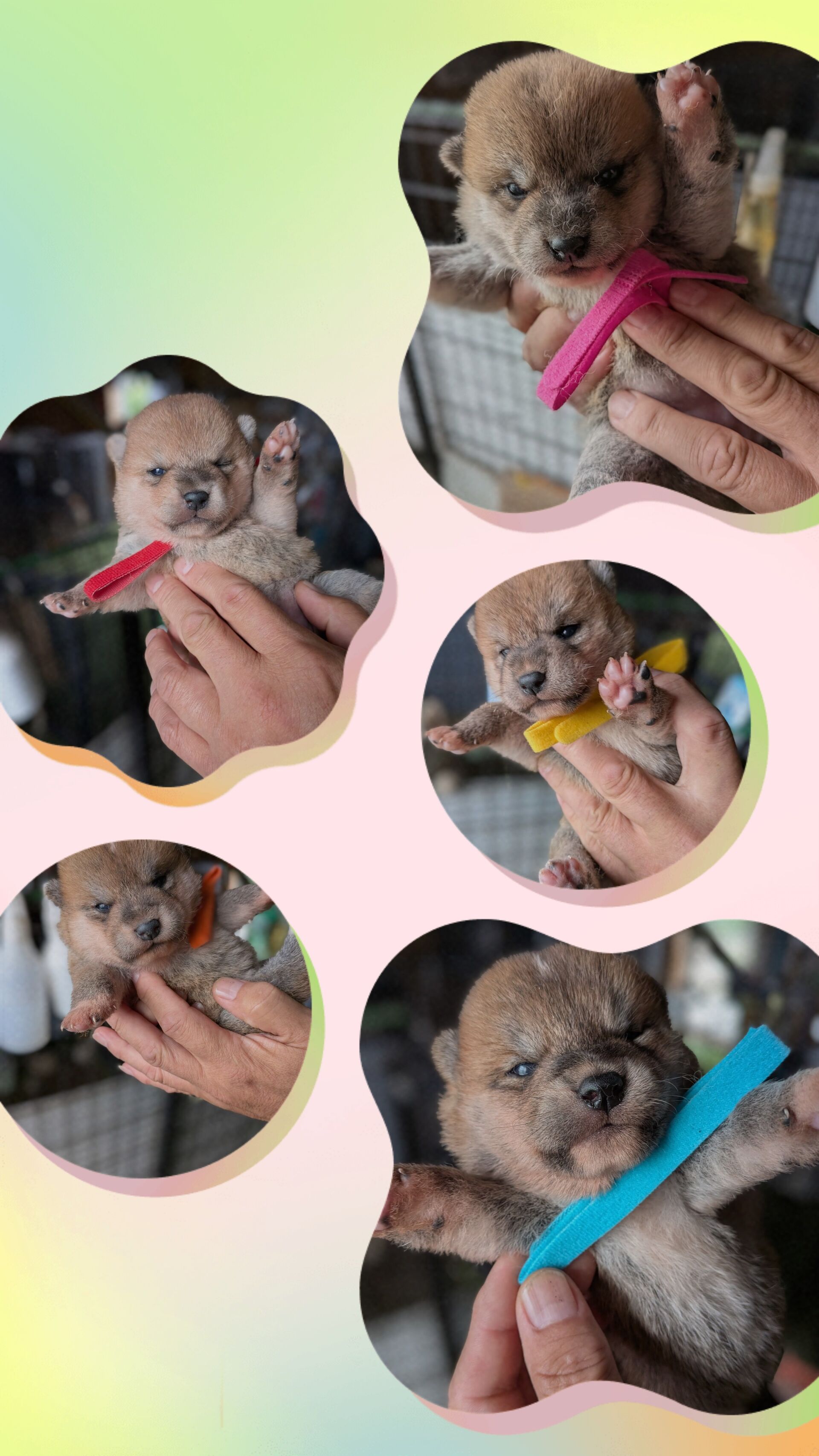 【千葉×柴犬】茂原市　目があきました😊