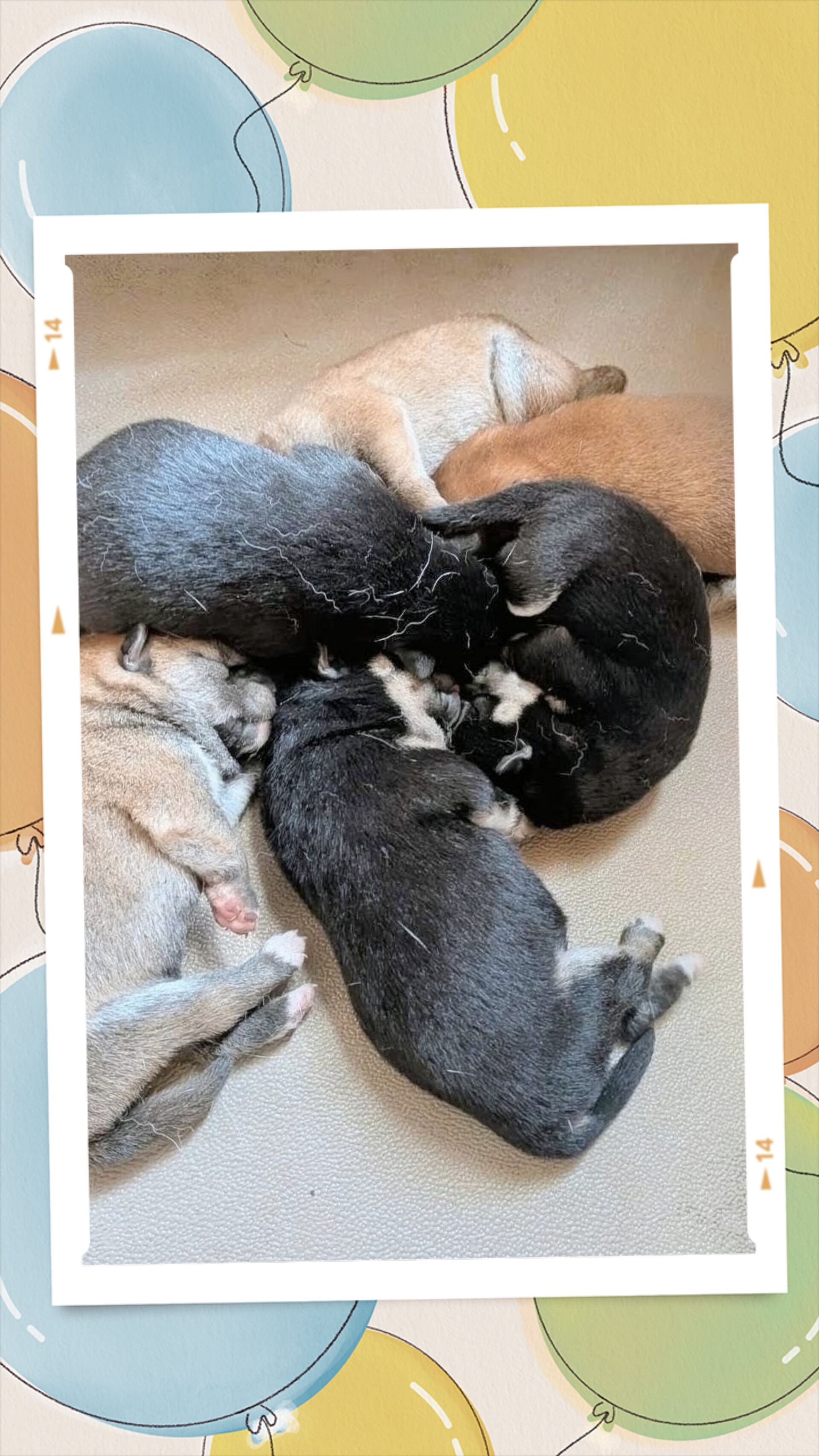 【千葉×柴犬】東金市　