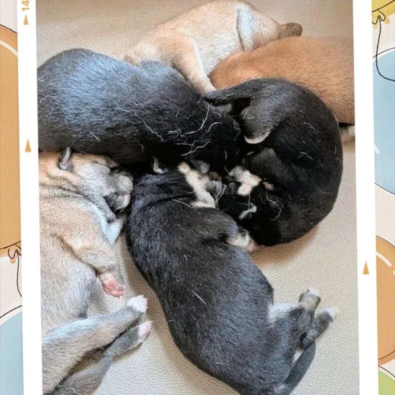 画像1445：【千葉×柴犬】茂原市　誕生😊