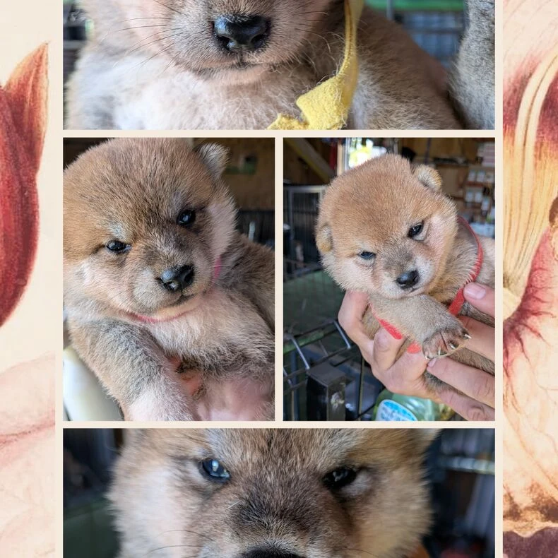 画像1449：【千葉×柴犬】東金市