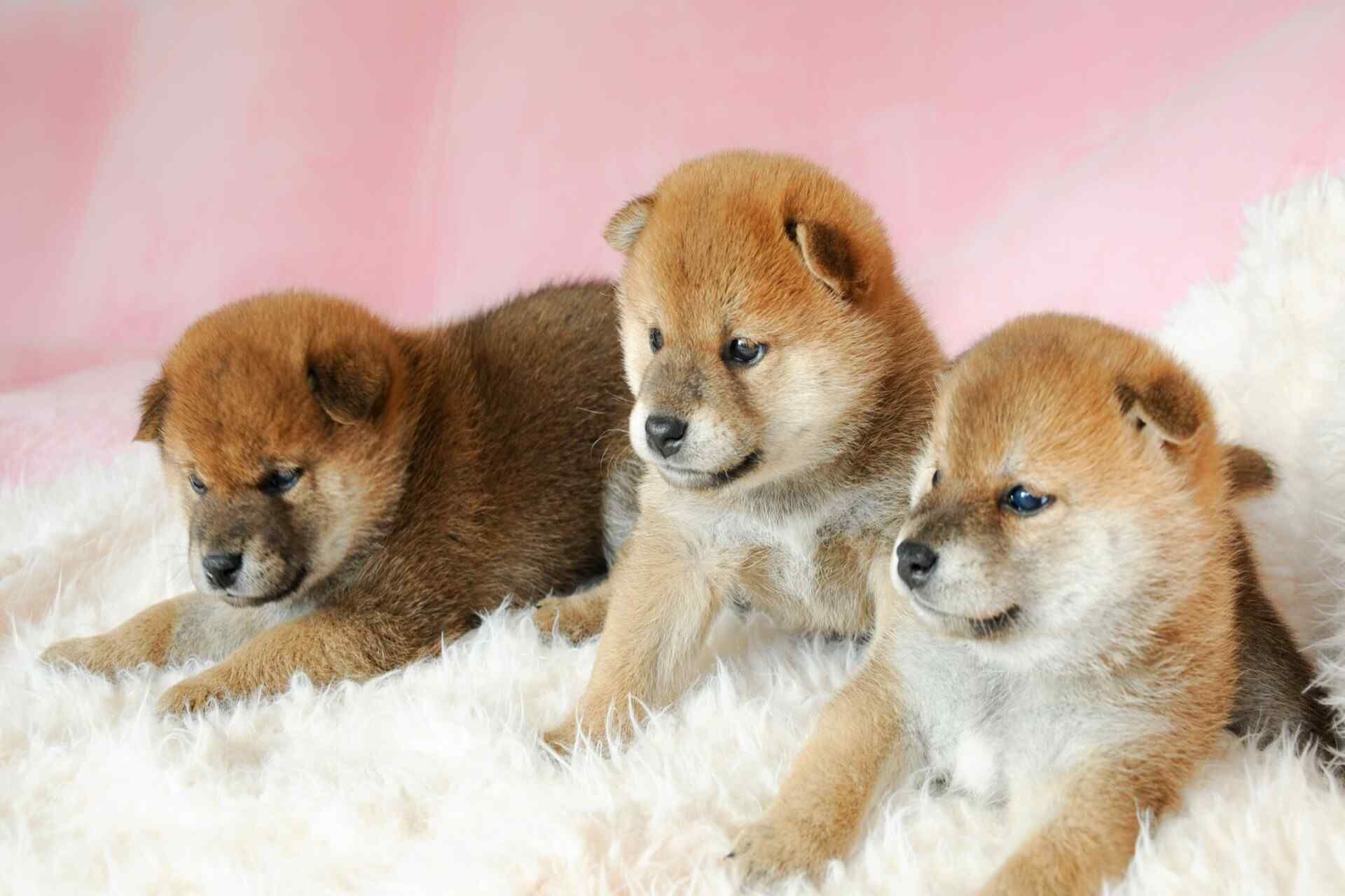 家族の一員としての愛らしい子犬