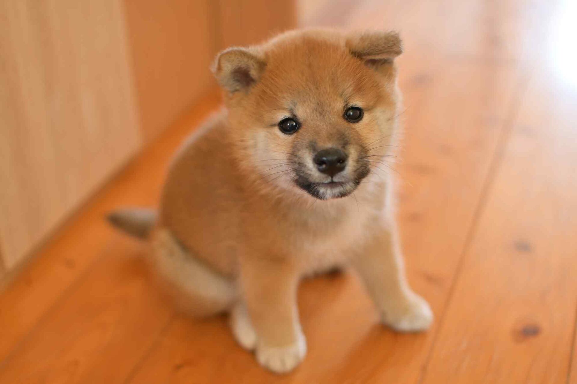 家族の一員に子犬を迎えたい里親を募集